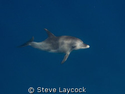 bottlenose dolphin,comes over for a closer look by Steve Laycock 